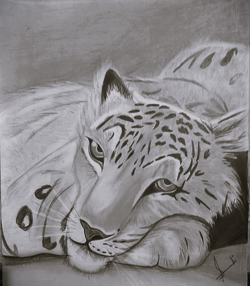 Tiger Sketch
