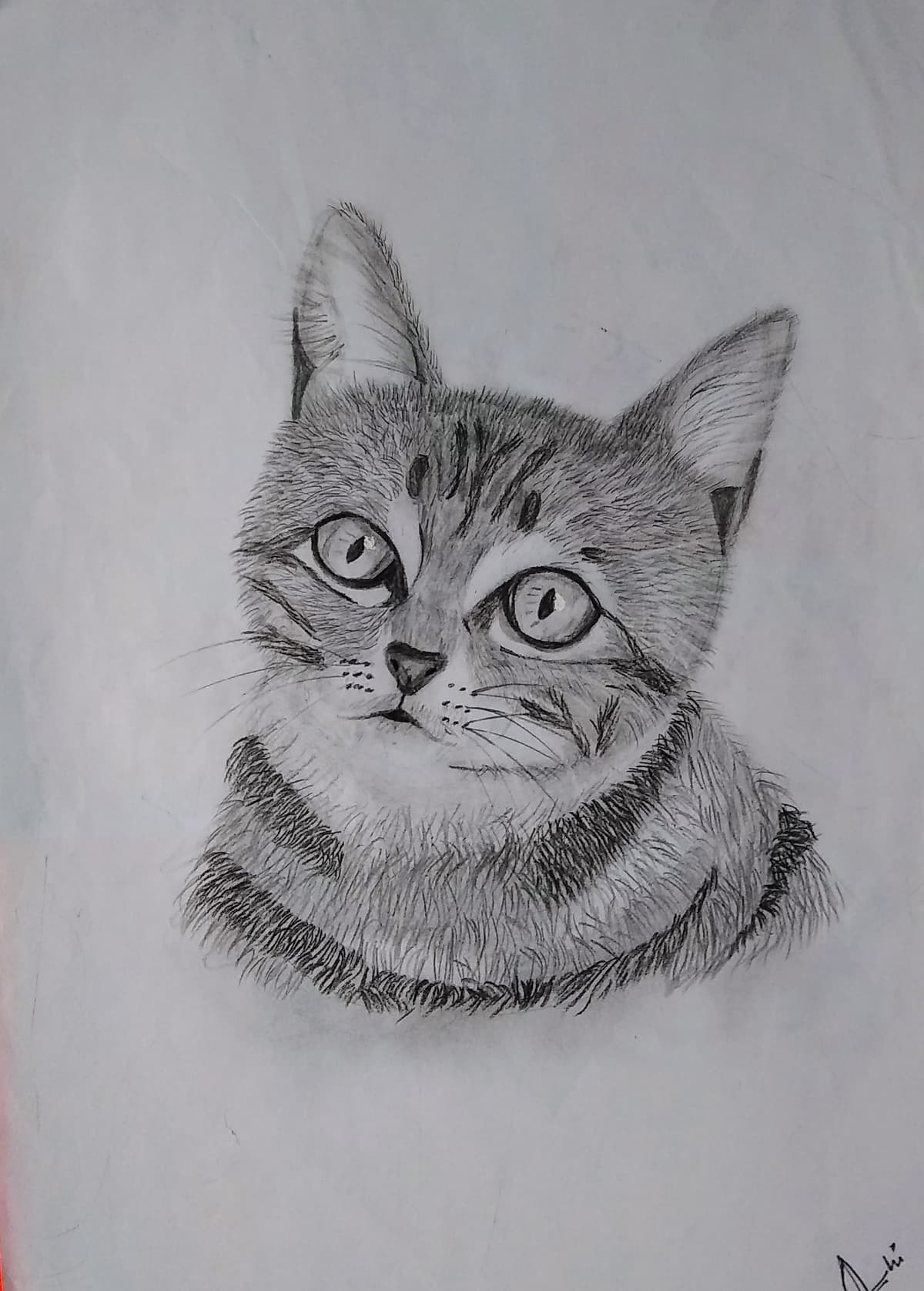 Cat Pencil Sketch