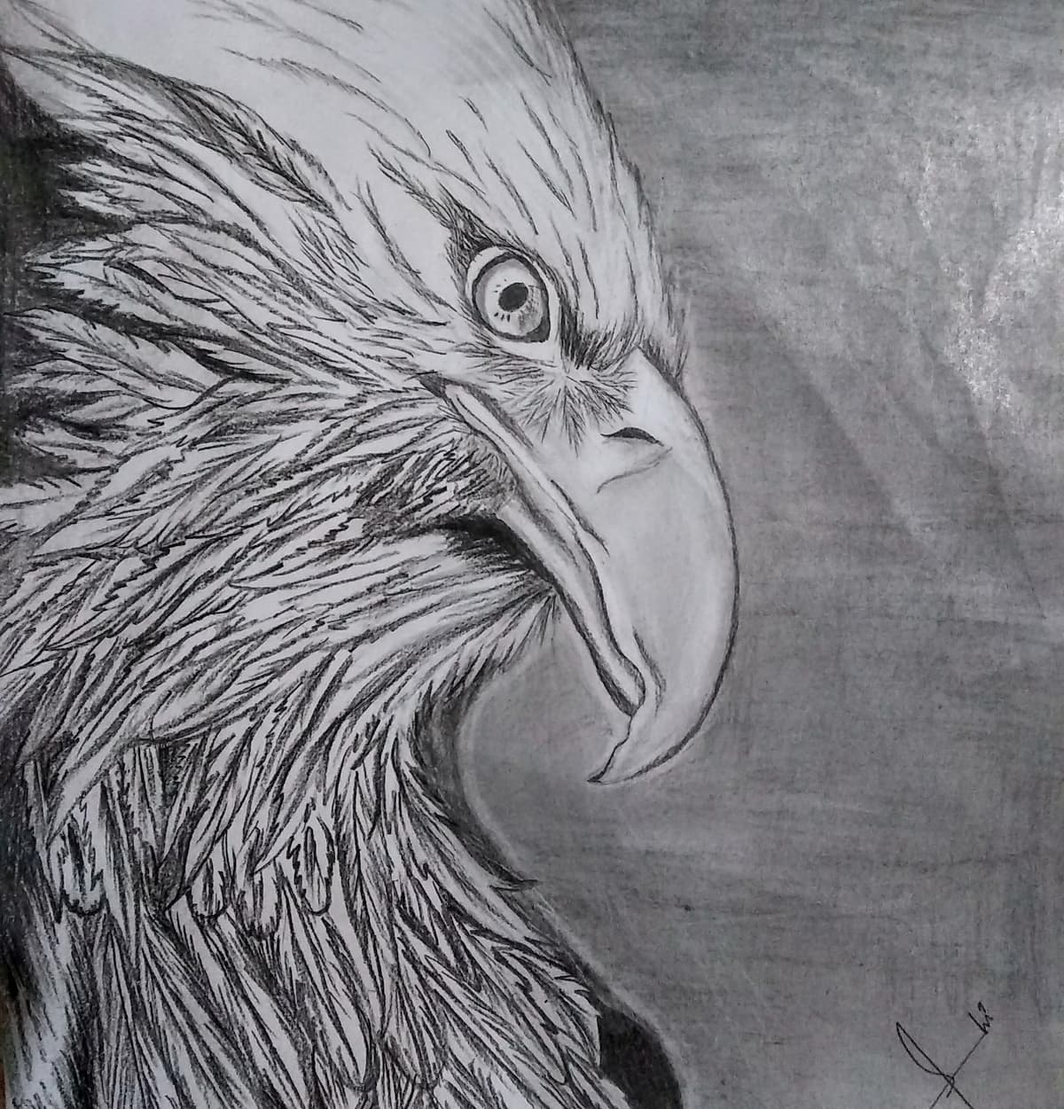 Eagle Sketch